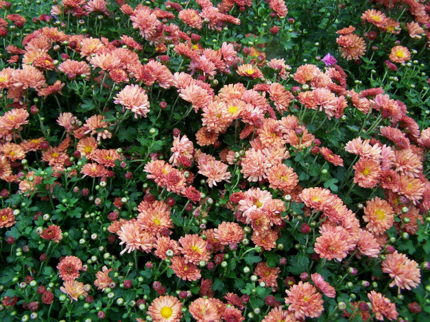 Обои картинки фото цветы, хризантемы, много, бутоны