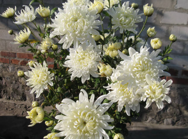 Обои картинки фото цветы, хризантемы, белые