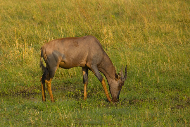 Обои картинки фото животные, антилопы, трава