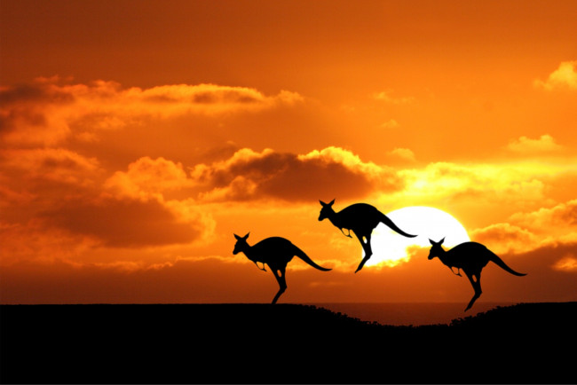 Обои картинки фото животные, кенгуру, закат