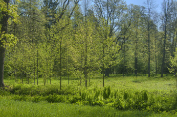 Картинка природа лес деревья лето