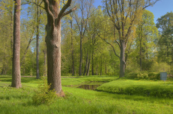 Картинка природа парк деревья лето