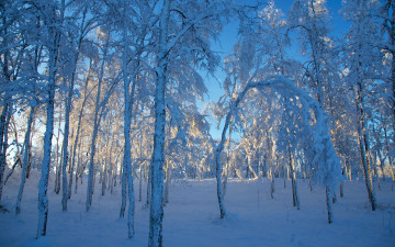 Картинка природа зима деревья снег sweden швеция