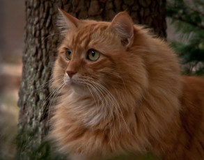 Картинка животные коты взгляд кот рыжий мейн-кун