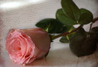 Картинка цветы розы винтаж бутон