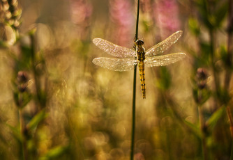 Картинка животные стрекозы крылья стрекоза блики блеск фон травинки растения