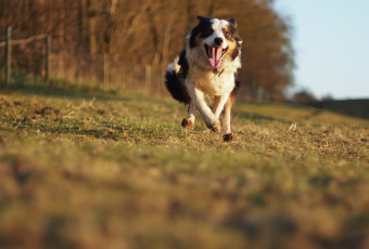 Картинка животные собаки движение бег скорость
