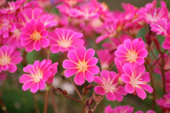 Картинка цветы левизия розовый