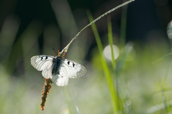 Картинка животные бабочки роса капли бабочка олосок блики