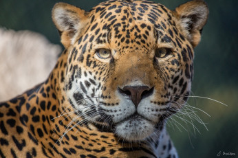 Картинка животные Ягуары ягуар морда