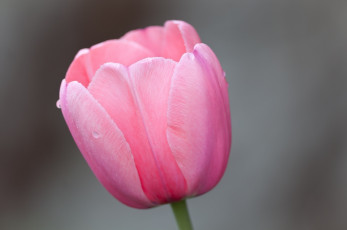 Картинка цветы тюльпаны тюльпан розовый