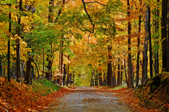 Картинка природа дороги листва осень тропинка лес