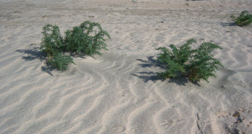 Картинка природа побережье песок кусты волны