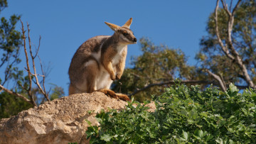 Картинка животные кенгуру камень
