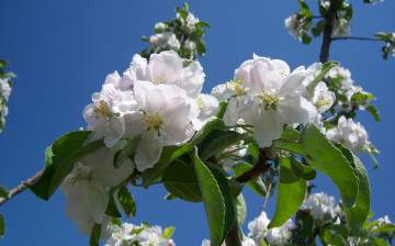 обоя цветы, цветущие деревья ,  кустарники, весна, яблоня, небо