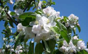 обоя цветы, цветущие деревья ,  кустарники, яблоня, небо, весна