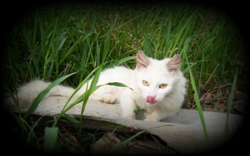 Картинка животные коты кошка белая травка