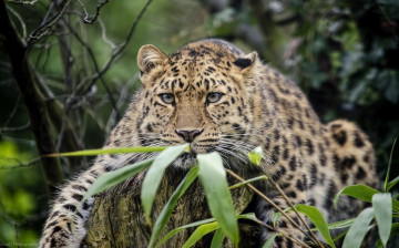 Картинка животные леопарды амурский леопард отдых