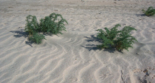 Обои картинки фото природа, побережье, песок, кусты, волны