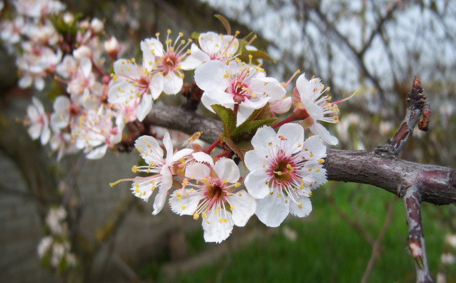 Обои картинки фото цветы, цветущие деревья ,  кустарники, алыча, красная, весна