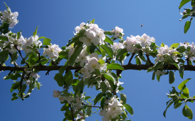 Обои картинки фото цветы, цветущие деревья ,  кустарники, яблоня, весна