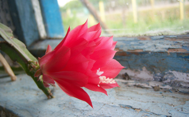 Обои картинки фото цветы, кактусы, красный, цветок, колючий