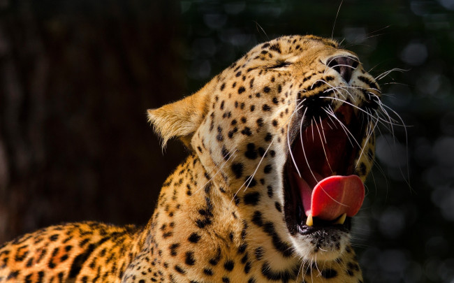 Обои картинки фото животные, леопарды, зевает, морда, леопард, клыки, пасть