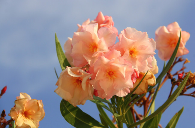 Обои картинки фото цветы, олеандры, персиковый
