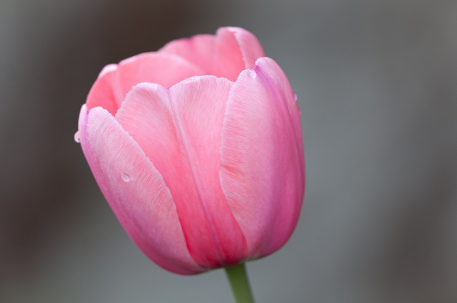 Обои картинки фото цветы, тюльпаны, тюльпан, розовый