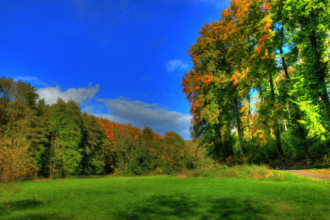 Обои картинки фото германия гессен, природа, лес, поляна, лето