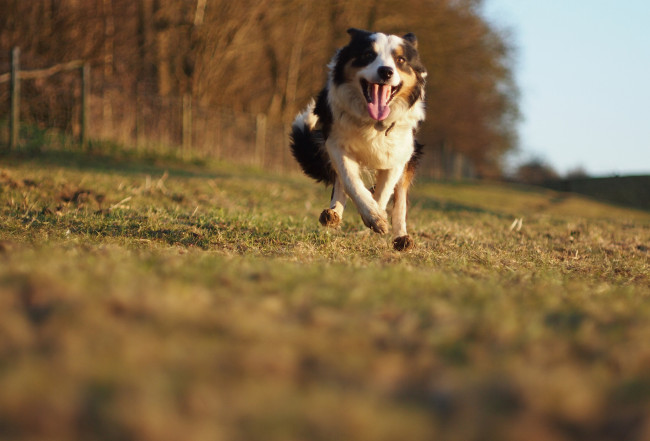 Обои картинки фото животные, собаки, движение, бег, скорость