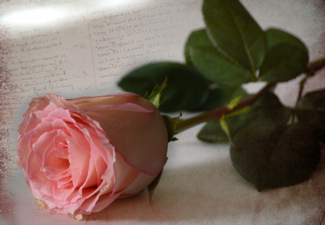 Обои картинки фото цветы, розы, винтаж, бутон