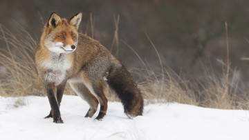 Картинка животные лисы трава снег взгляд лиса