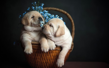 Картинка животные собаки фон цветы корзина щенки