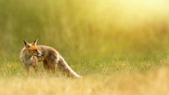 Обои картинки фото животные, лисы, лиса, взгляд, трава
