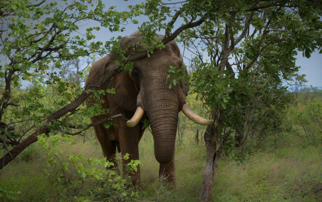 Обои картинки фото животные, слоны, ветки, слон, хобот