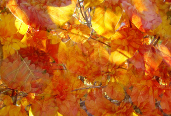 Картинка разное компьютерный+дизайн природа краски линии осень листья