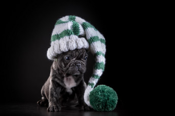 Картинка животные собаки шапка собака щенок французский бульдог