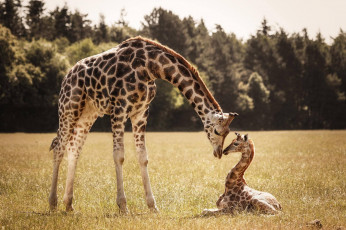 обоя животные, жирафы, детеныш, жираф, мама
