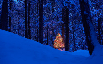 Картинка праздничные Ёлки деревья лес огни ёлка зима снег