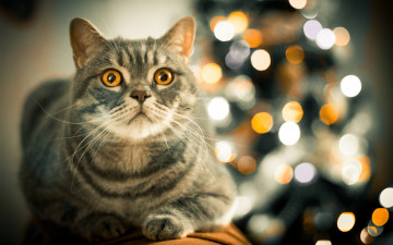 Картинка животные коты желтый кот cat боке взгляд
