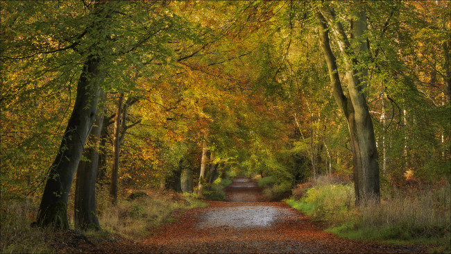 Обои картинки фото природа, дороги, england, wiltshire, savernake, forest, деревья, дорога, лес, осень, англия, уилтшир