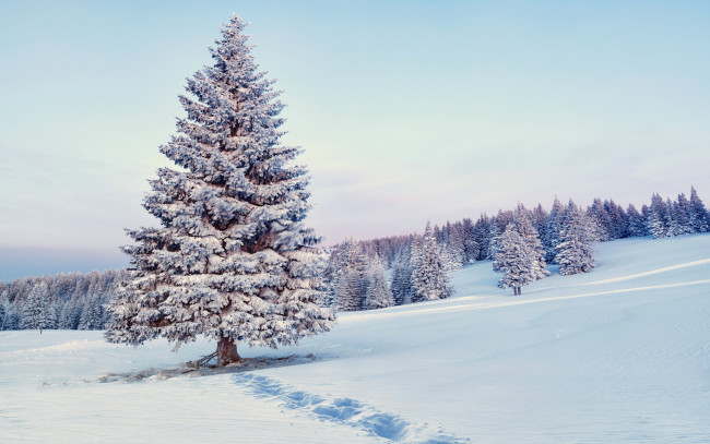Обои картинки фото природа, зима, лес, nature, снежинки, snow, winter, снег, елка