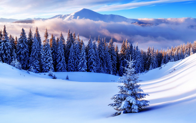 Обои картинки фото природа, зима, снег, snow, winter, nature, лес, снежинки, елка