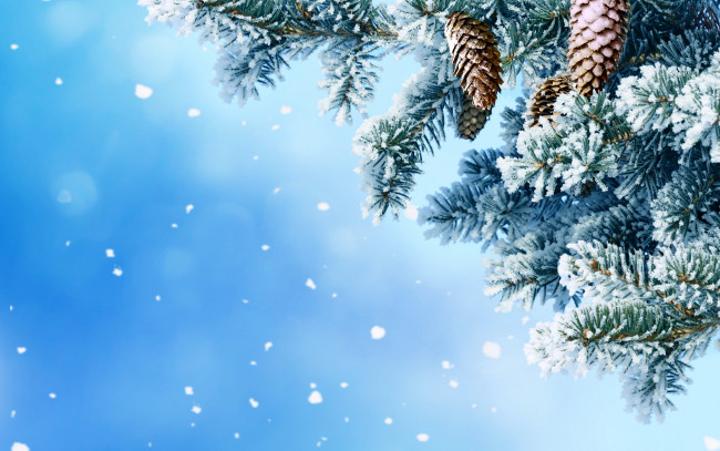 Обои картинки фото природа, зима, снежинки, снег, елка, шишки, nature, snow, winter