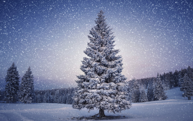 Обои картинки фото природа, зима, снежинки, snow, снег, winter, елка, лес, nature