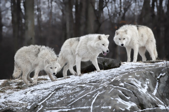 обоя животные, волки,  койоты,  шакалы, камень, снег, хищники, белые, лес