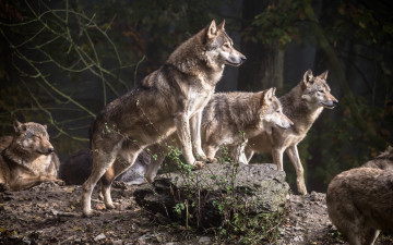 Картинка животные волки +койоты +шакалы хищники стая