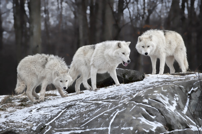 Обои картинки фото животные, волки,  койоты,  шакалы, камень, снег, хищники, белые, лес