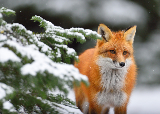 Обои картинки фото животные, лисы, рыжая, зима, ель, ветки, снег, лиса